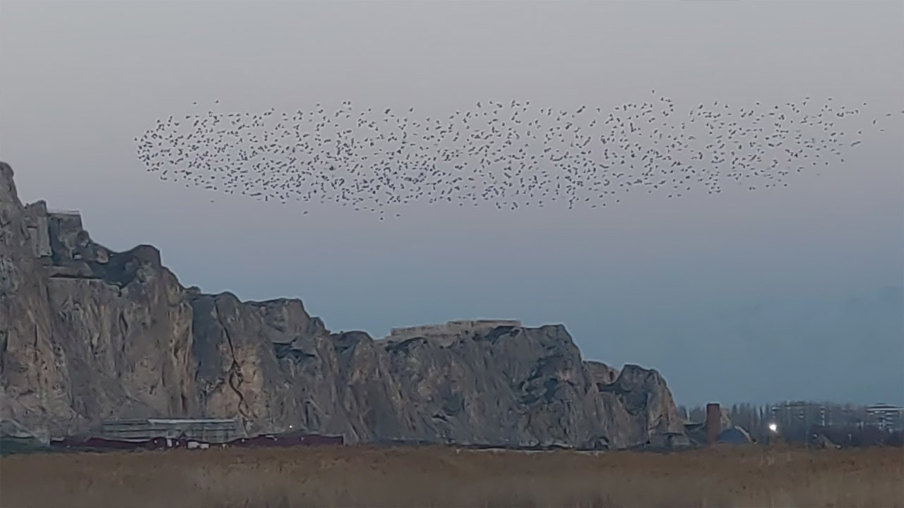 Van Kalesi'nde sığırcık şöleni