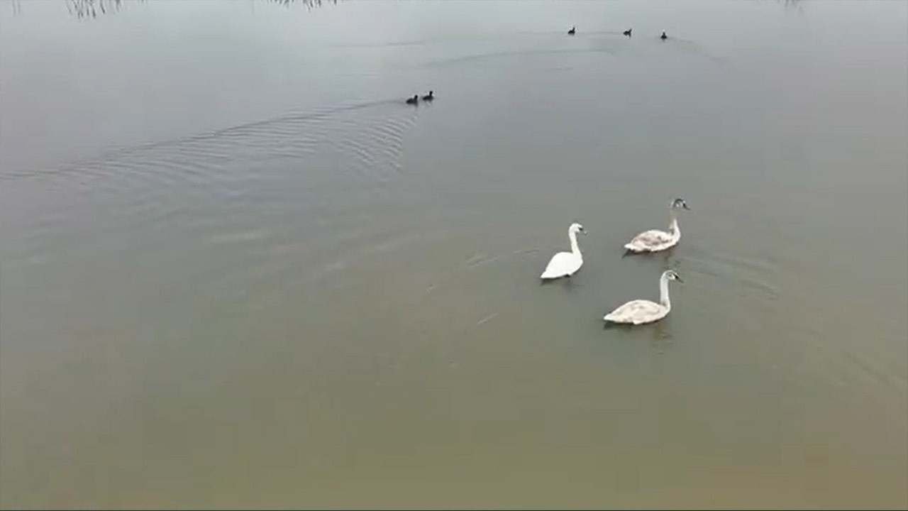 Efteni Gölü'ne kuğular misafir