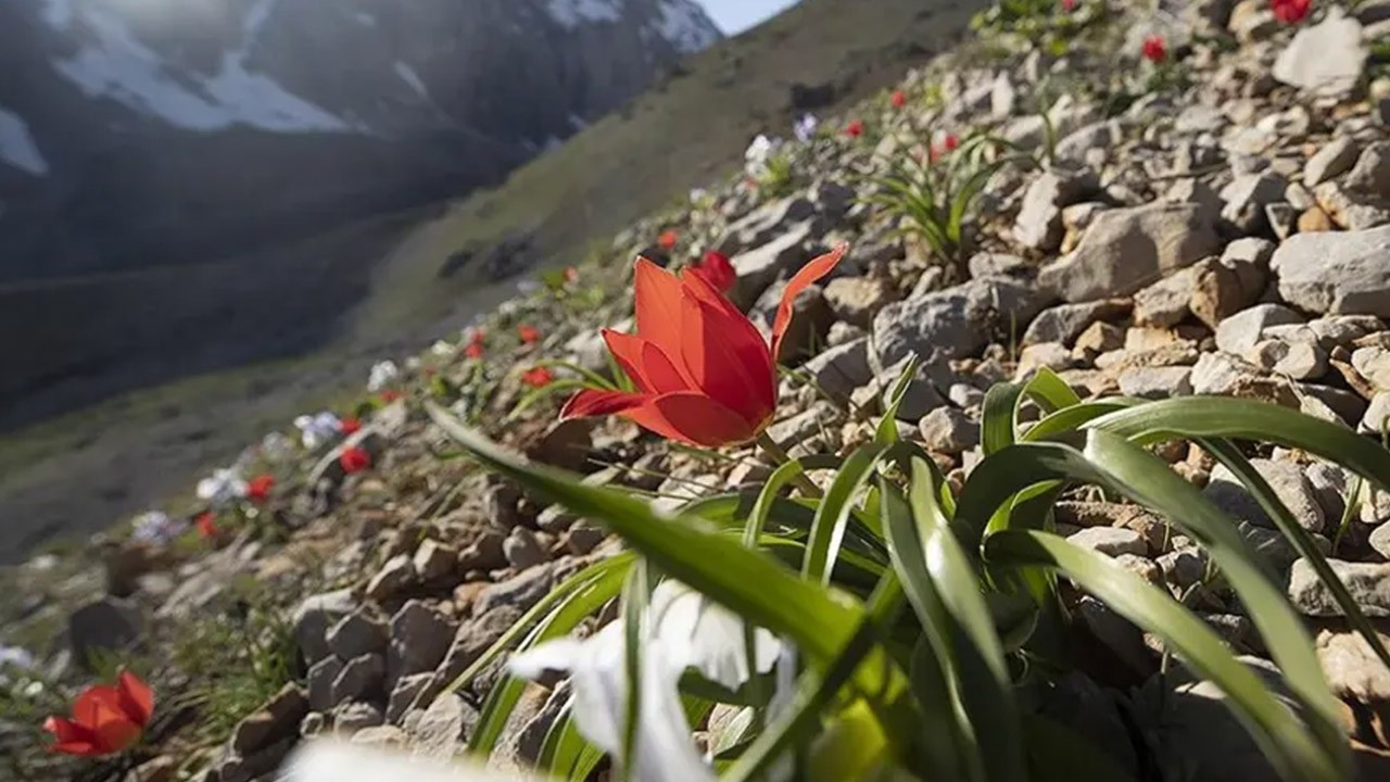 Baharın müjdecisi Cemre toprağa düştü mü?