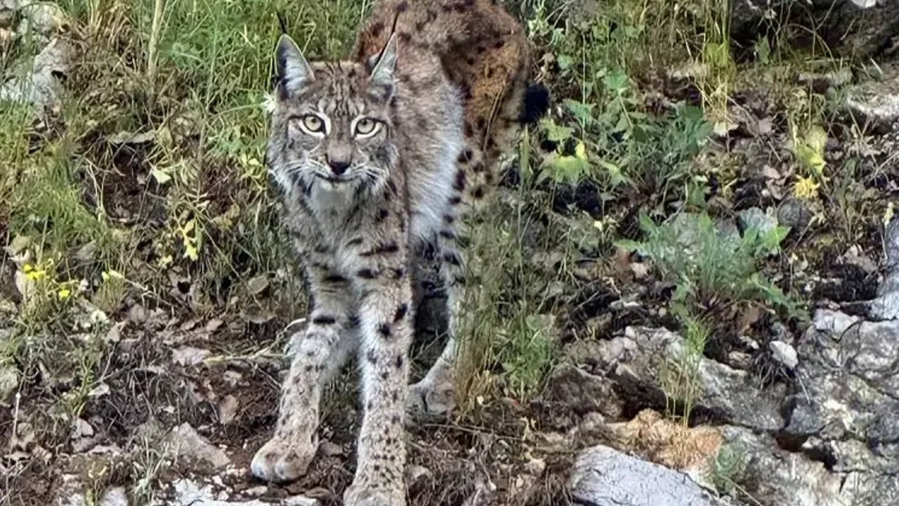 "Ormanın hayaleti" Erzincan'da görüntülendi
