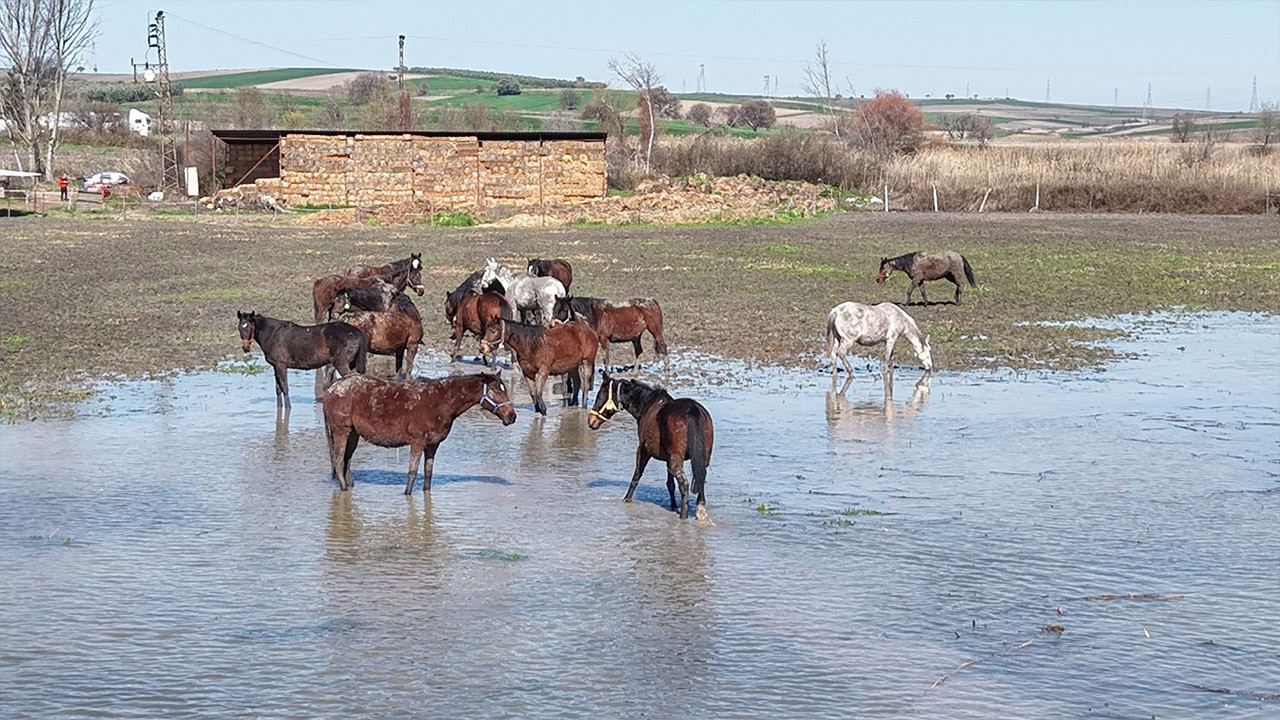 Milyonluk yarış atlarının olduğu bölgede iç burkan manzara