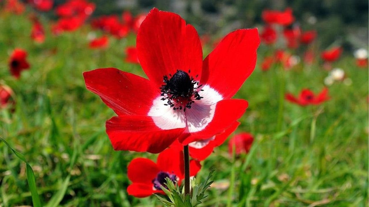 Bahar'ın ikinci müjdesi: Cemre suya düştü mü?