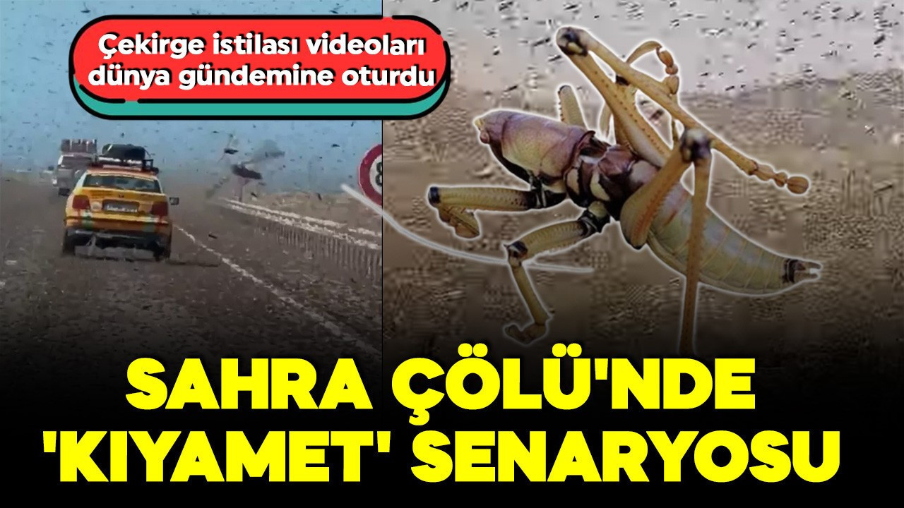 Sahra Çölü'nde 'kıyamet' senaryosu! Dev çekirge istilası kamerada