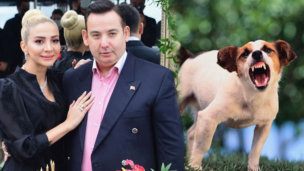 Köpeğini tasmasız bırakan iş insanından herkesi şoke eden savunma! "Benim köpeğim eğitimli, onlarınki barınaktan!"