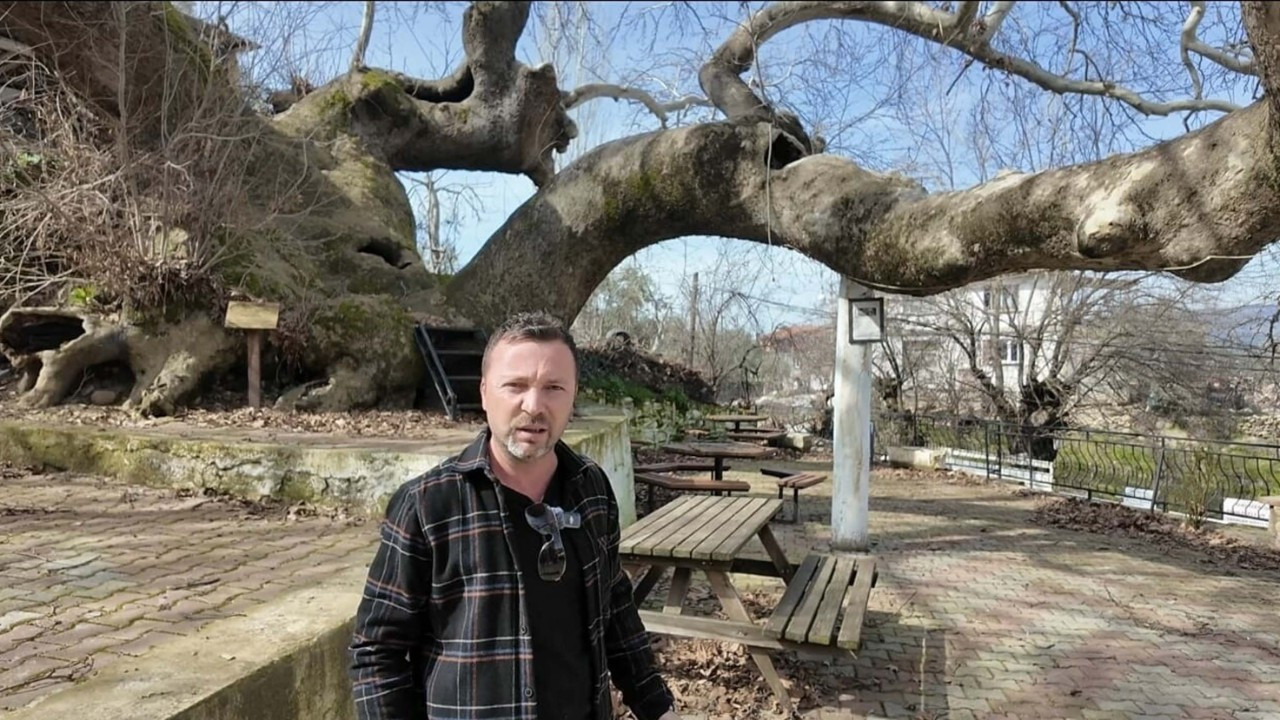 Gövdesi 21 metre, yüksekliği 33 metre! Manisa’daki çınar görenleri büyülüyor