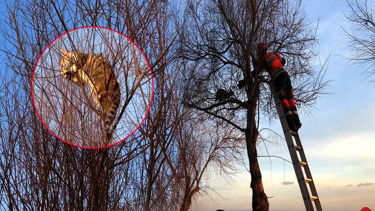 Kuş avlamak isterken mahsur kaldı:  Şirin'i kurtarma operasyonu!