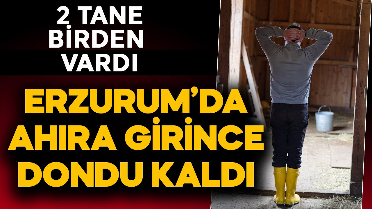 Erzurum’da ahıra giren çiftçi gördüğü manzara ile dondu kaldı! 2 tanesi birden vardı