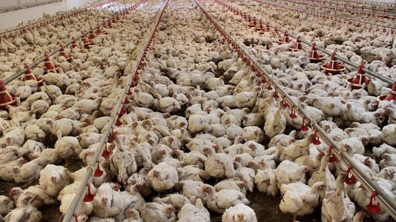 TÜİK açıkladı: Tavuk eti üretimi azaldı, yumurta ve içme sütü üretimi arttı