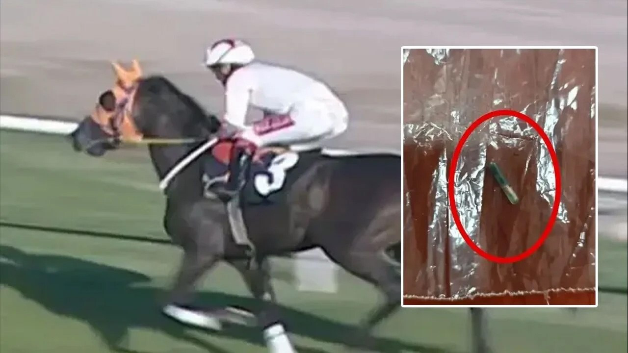 Yarış atı kesilip etinden kavurma yapılmıştı! Bakanlıktan skandala 132 bin TL ceza!