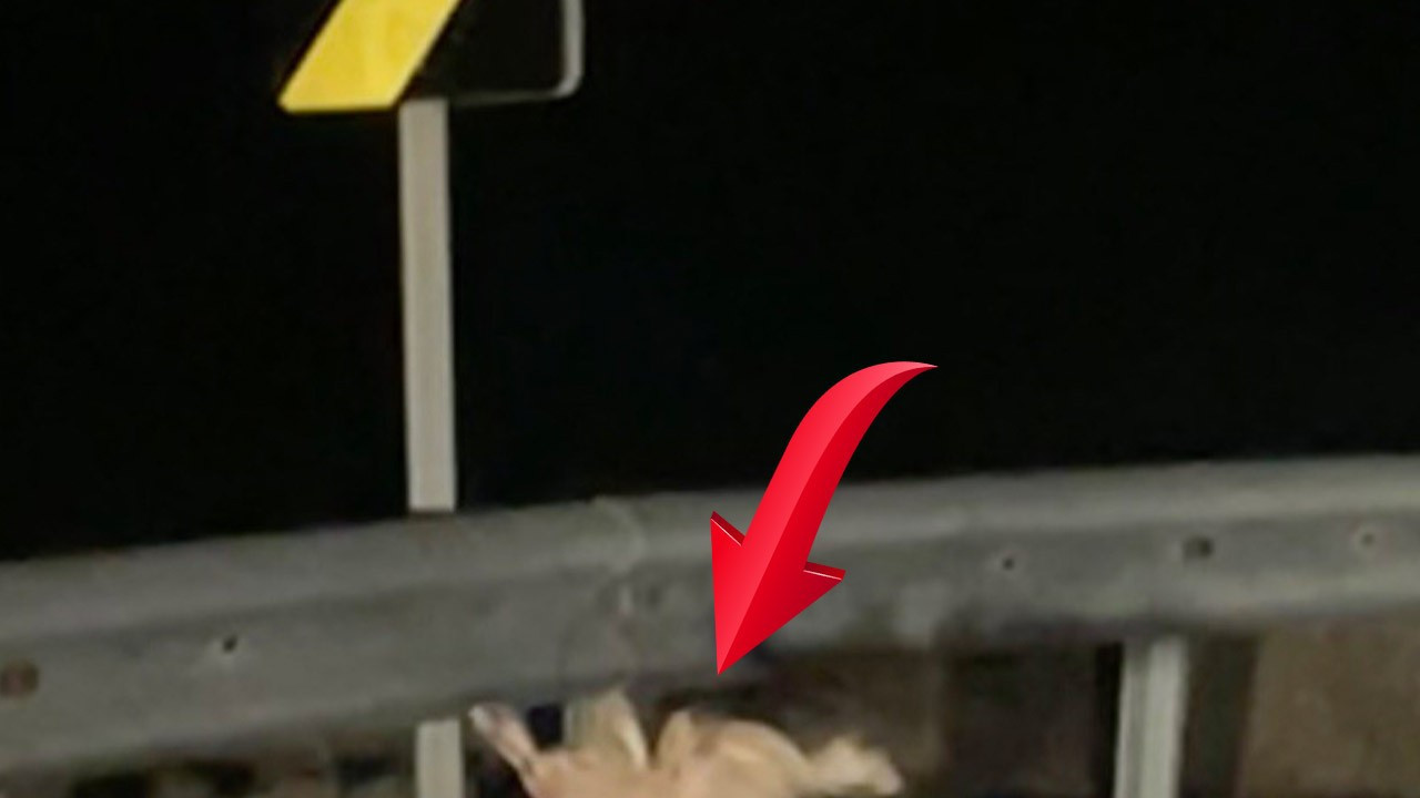 Çanakkale'de gece gece hayret ettiren görüntü! 2 hayvanı o halde görenler şaşırdı