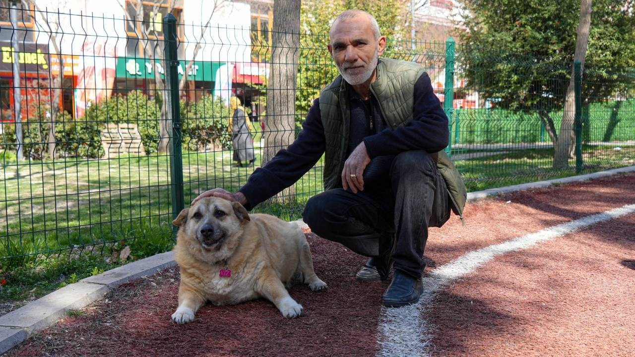 Obez köpek "Kız" için yürümek bile zor! Geçirdiği kaza sonrası hareketsiz kalınca kilo aldı