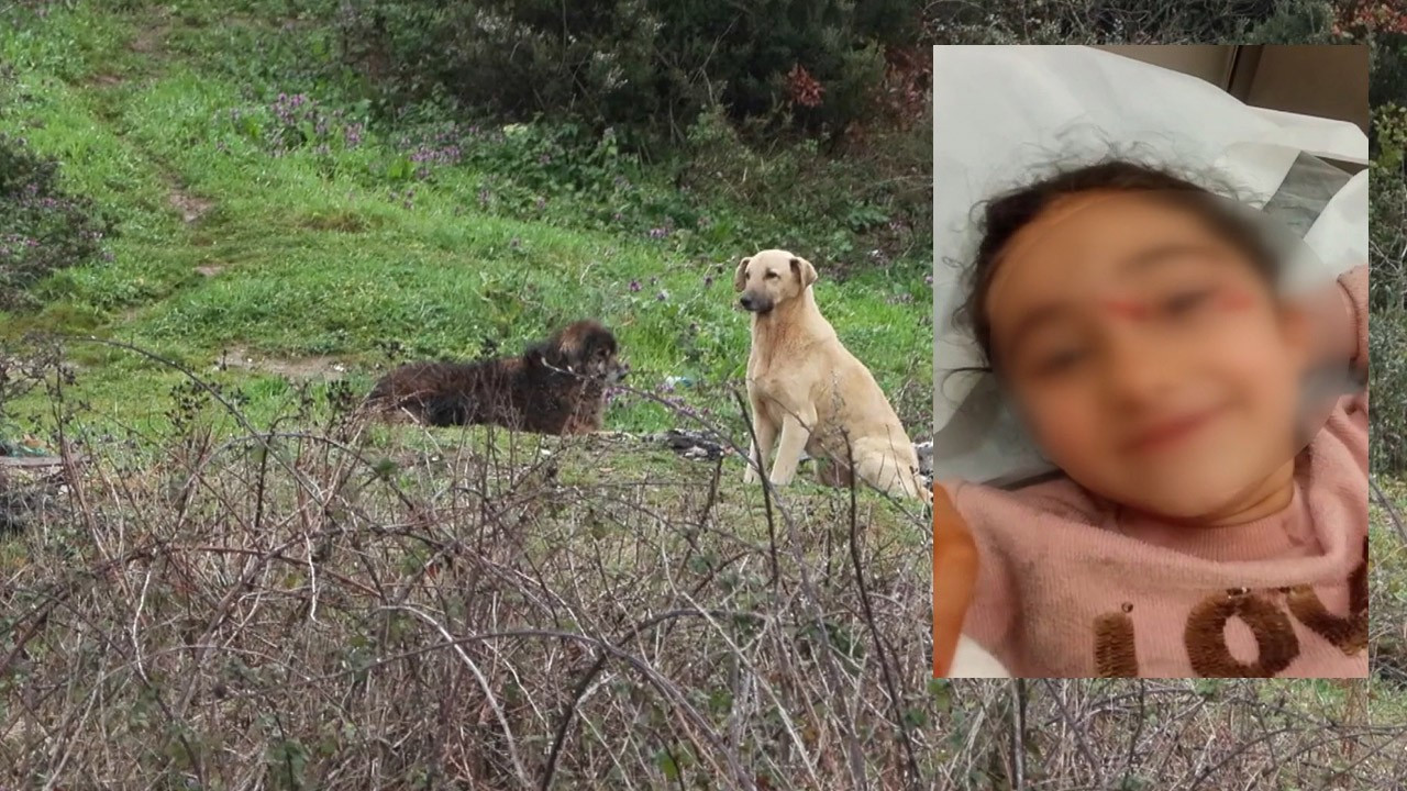 Eyüpsultan'da korku dolu anlar! 6 yaşındaki çocuğa sokak köpekleri saldırdı