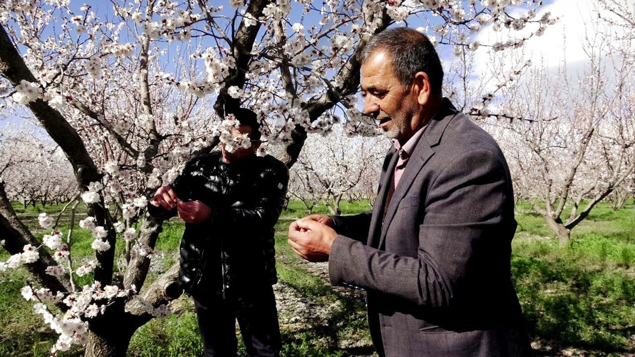 Bir yıl aradan sonra hasat umudu: Kayseri'de 13 bin ton rekolte hedefi