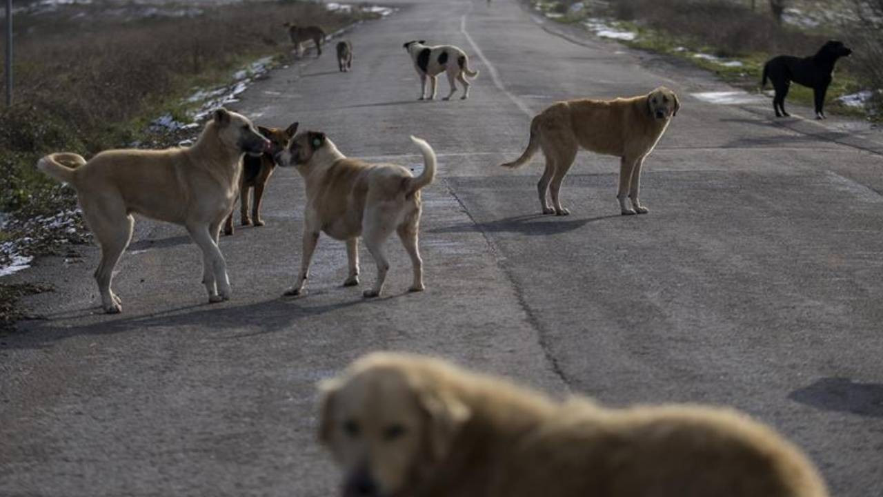 İstanbul'daki sokak hayvanları için yeni karar! Tü…