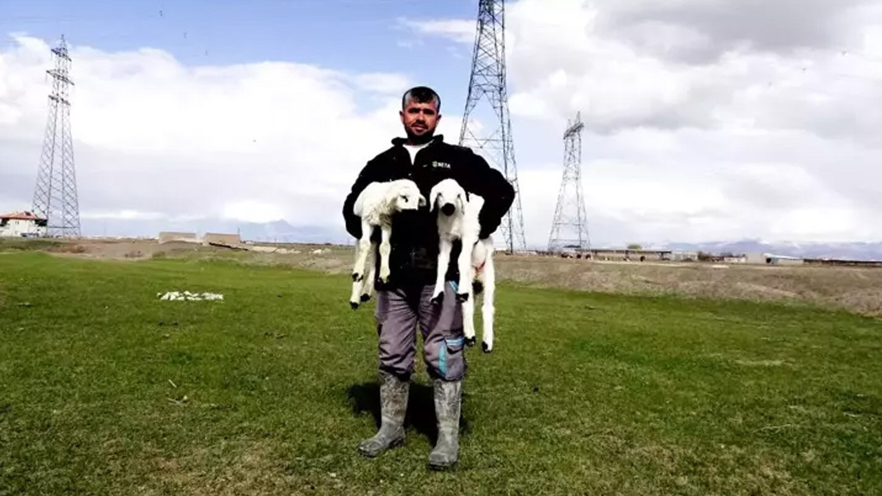 Kayseri’de baharın en güzel görüntüsü! 200 kuzu anneleriyle buluştu