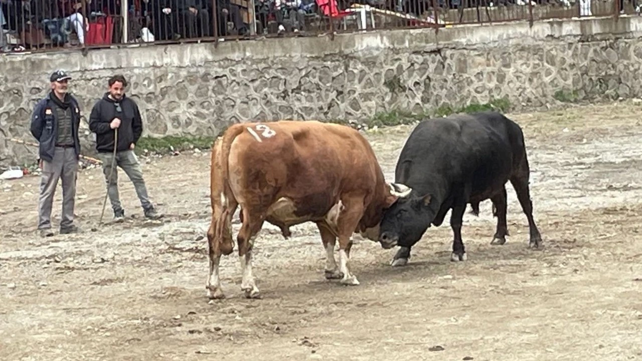 Artvin’de boğa güreşlerine yoğun ilgi! Festivale binlerce kişi katıldı