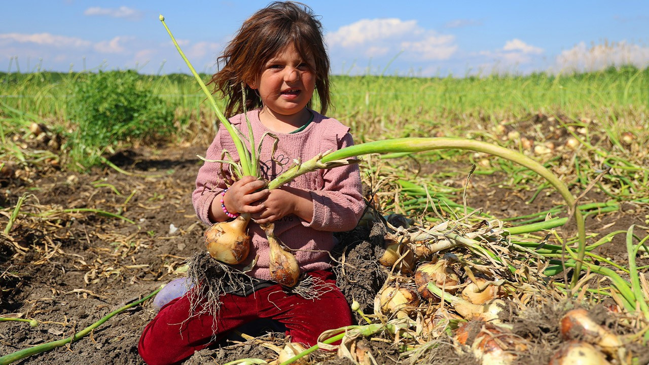 Turfanda soğanda hasat zamanı: Fiyatı arz-talep belirleyecek