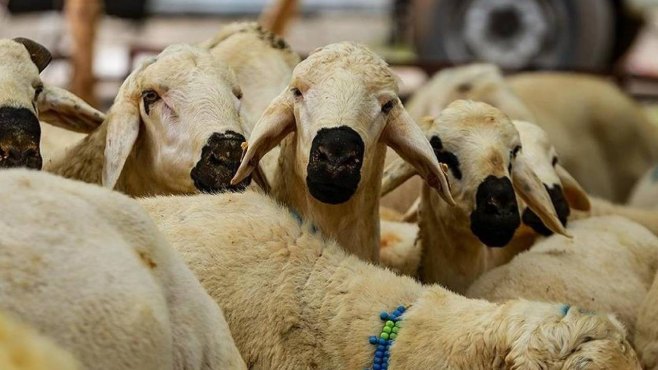 2026 kurbanlık fiyatları belli oldu!