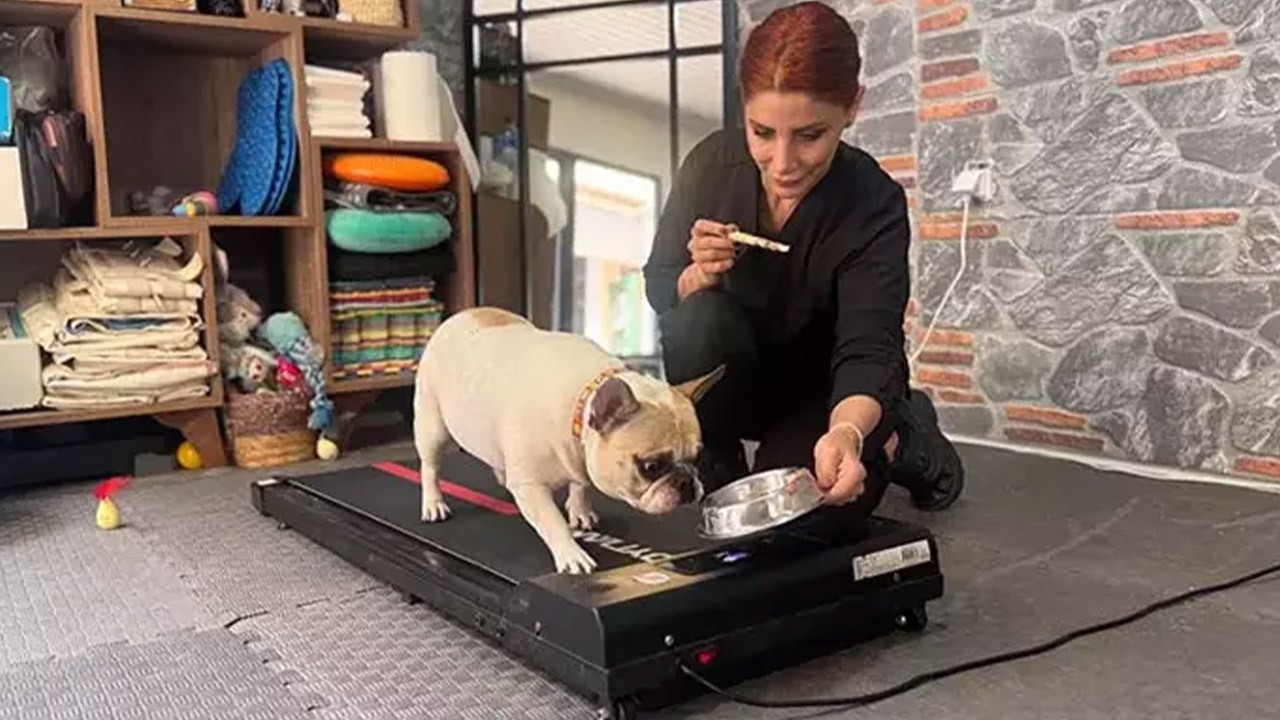 Obez köpek "Ori" koşu bandında zayıflıyor! 18 kilodan 16,5 kiloya düştü