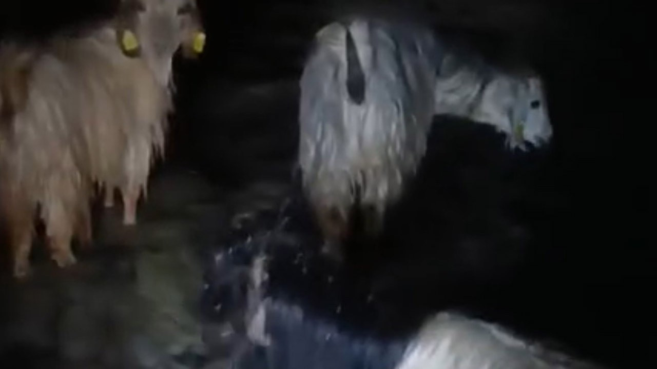 Yüksekova'da ahırları su bastı