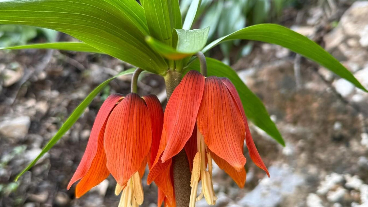 Hakkari'de ters laleler çiçek açtı