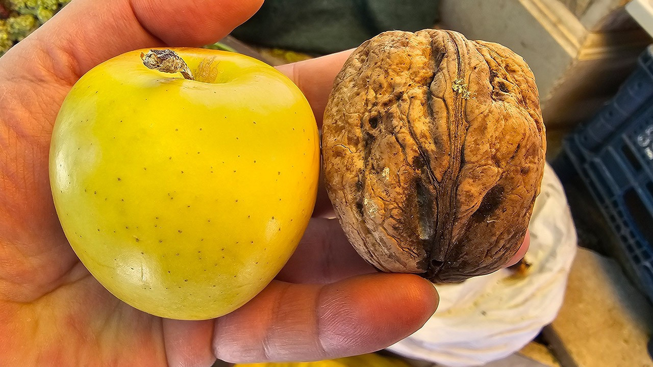 Elazığ’da cevizlerin boyu şaşırttı