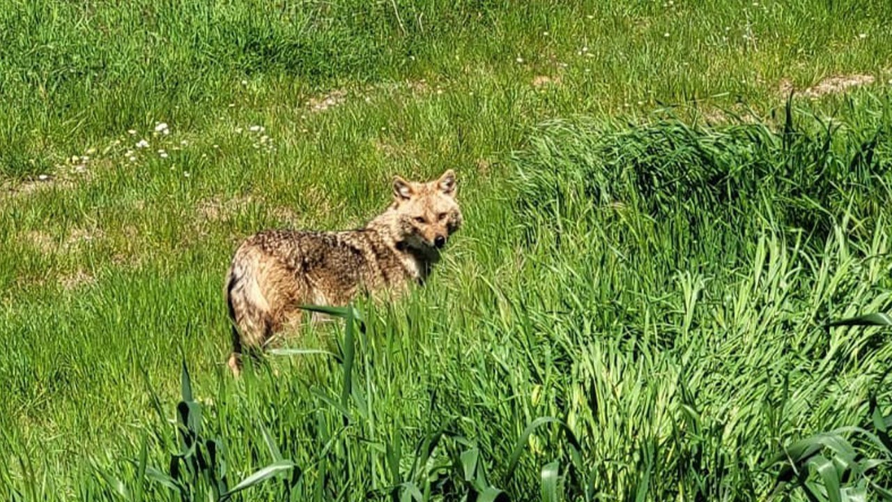 Edirne’de aç kalan çakal köye indi