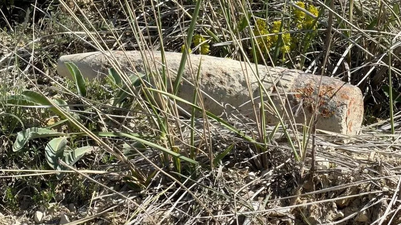 Ankara'da mantar ararken ölümle burun buruna geldi! Taşırken son anda fark etti!
