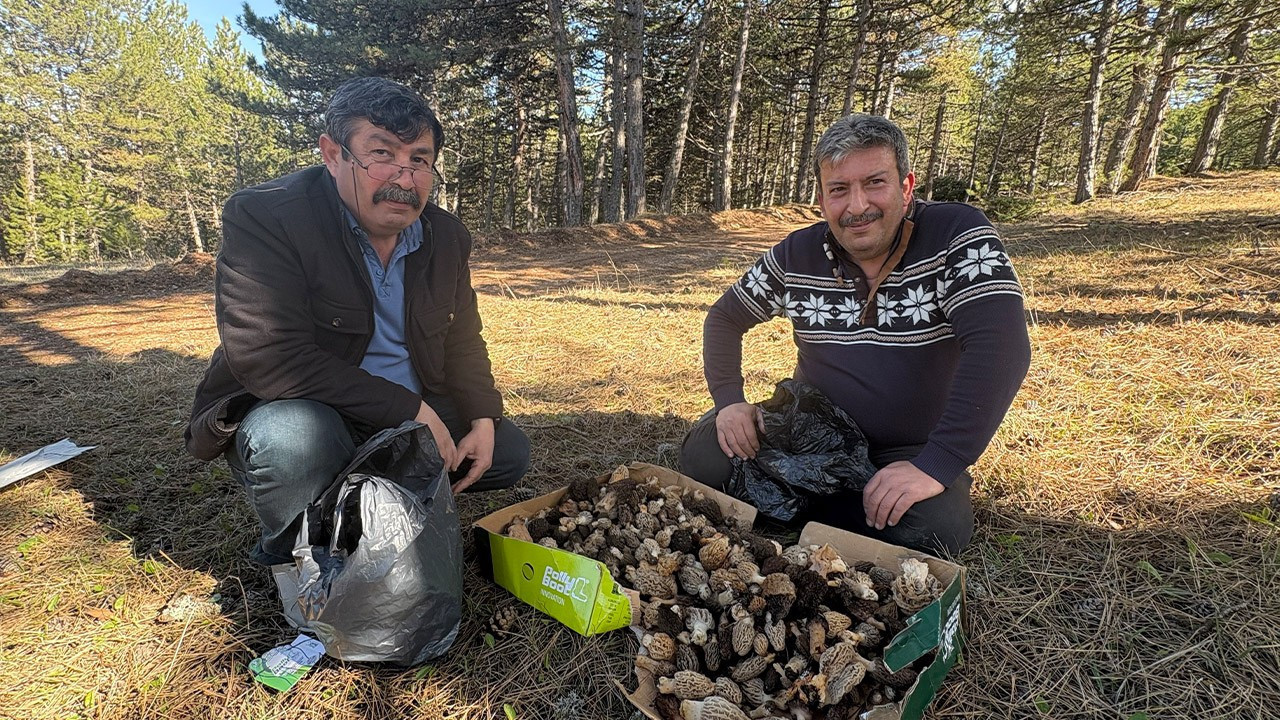 Kastamonu ormanlarında bolluk yaşanıyor