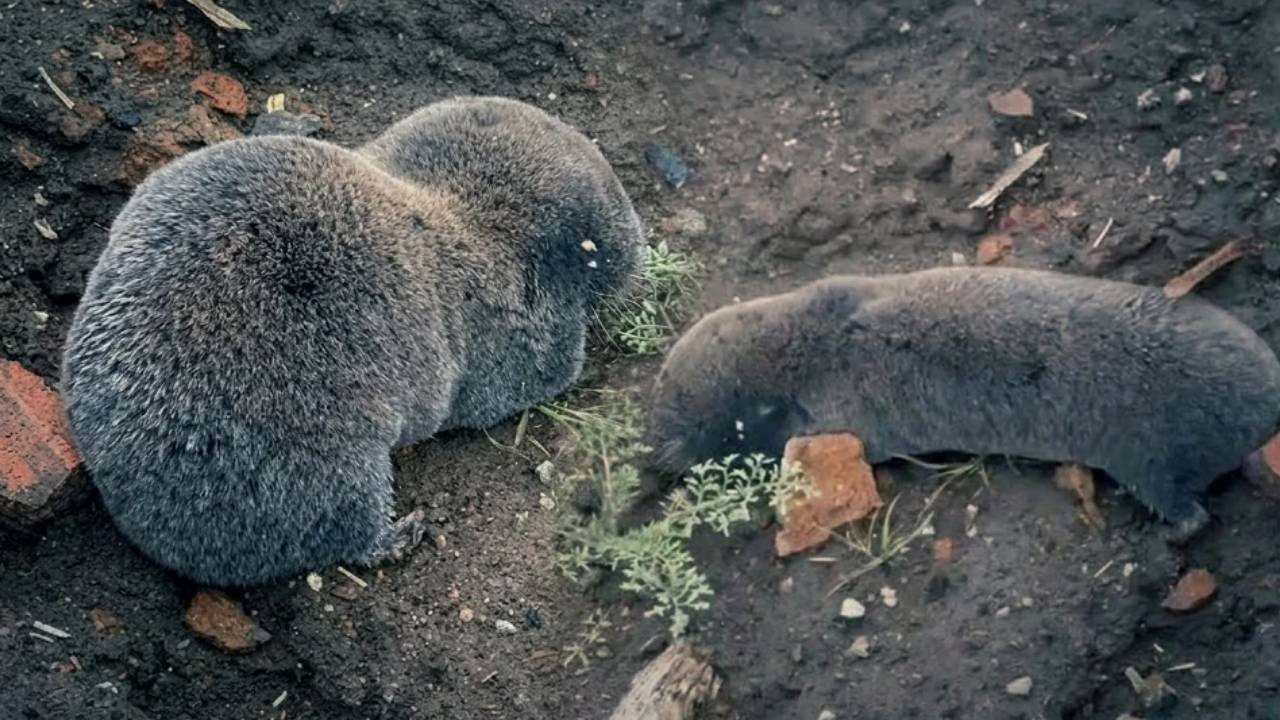 Diyarbakır'da şaşırtan görüntü! Sağanaklar sırasında yuvalarını su basan kör fareler yüzeye çıktı