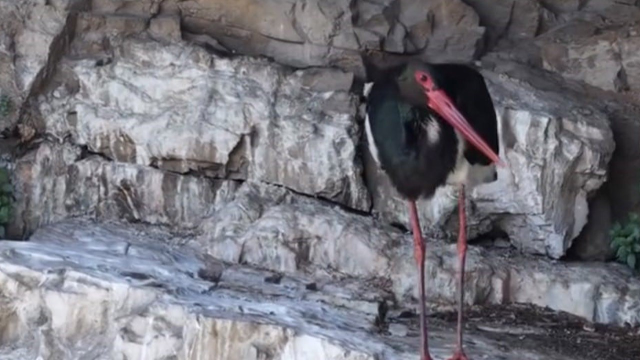 Artvin’de doğada ortaya çıktı! Durgun görünüyor ama içinde büyük bir güç var