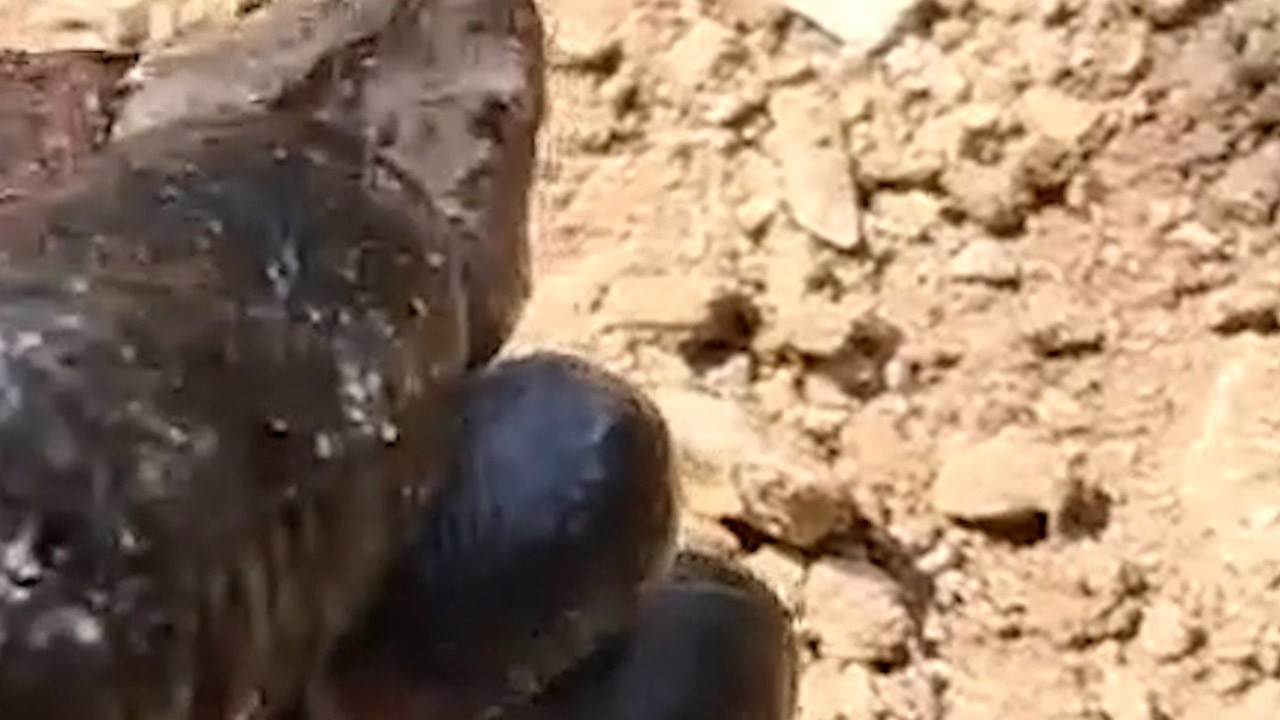 Bolu'da odun yığınlarının arasından sürünerek çıktı! Gören hayrete düştü