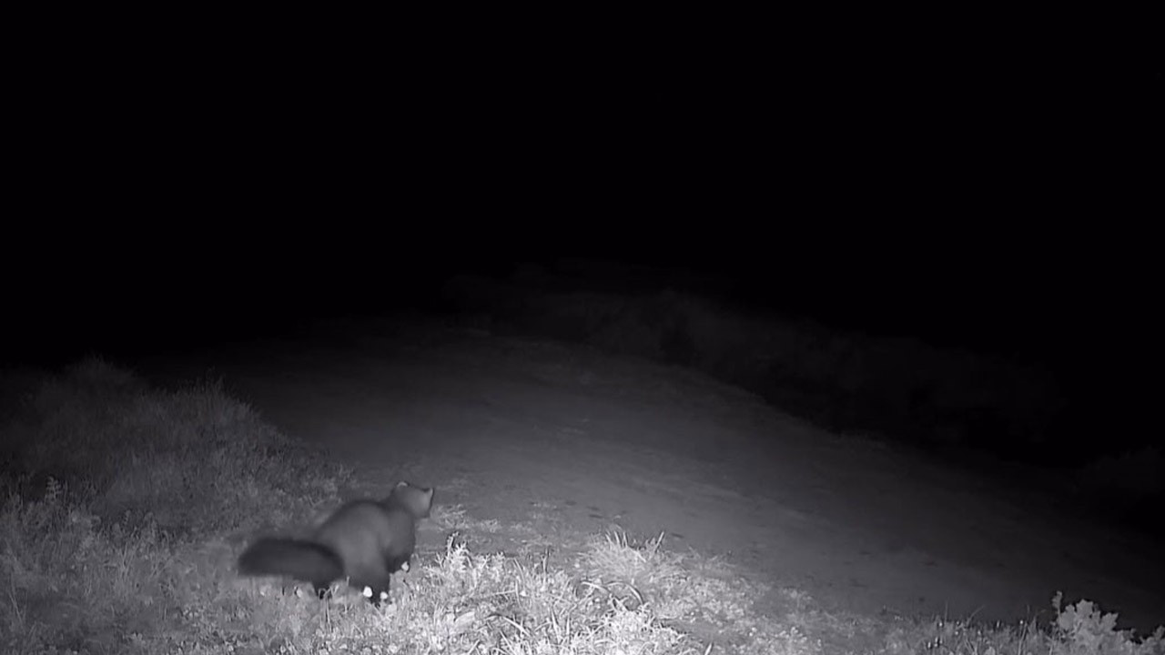 Ganos Dağları’nda fotokapanda sürpriz