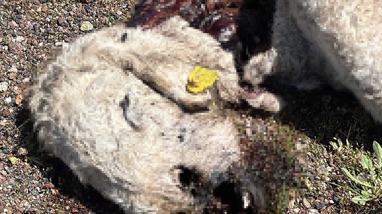 Hayvanı ölenler dikkat! Sakın bu hareketi yapmayın