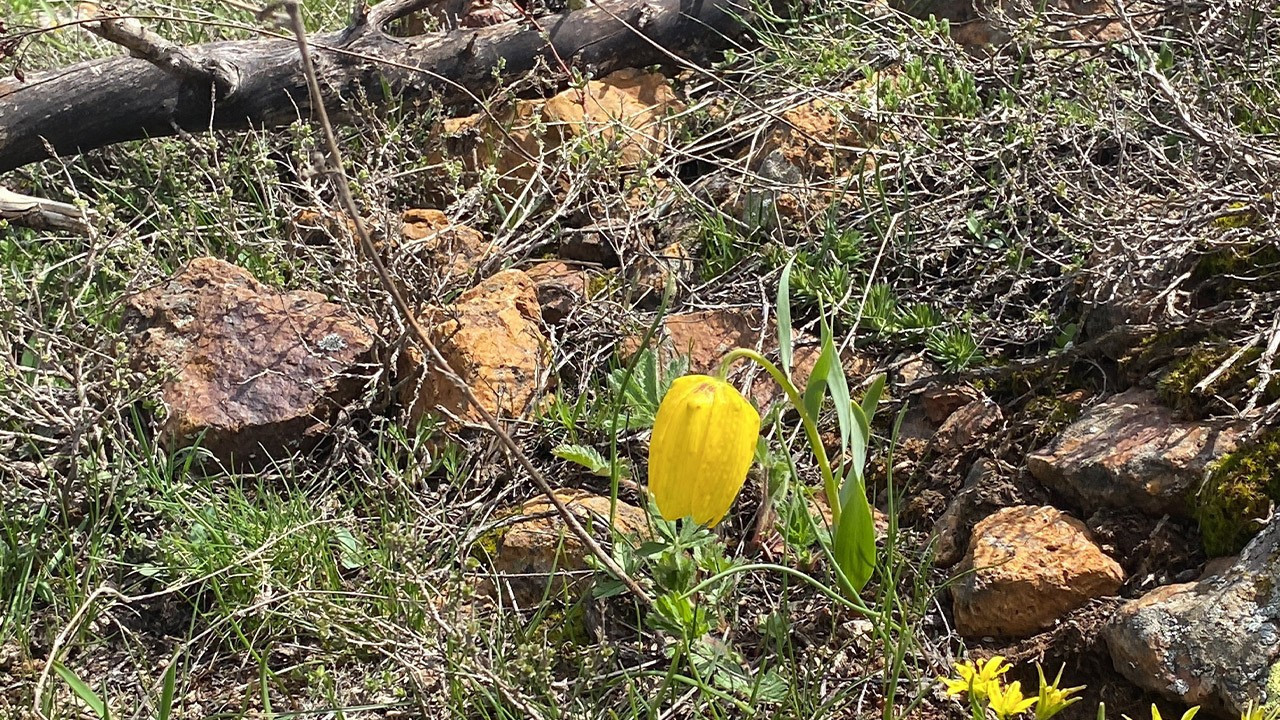 Doğada görürseniz sakın dokunmayın! 700.000 TL cezası var