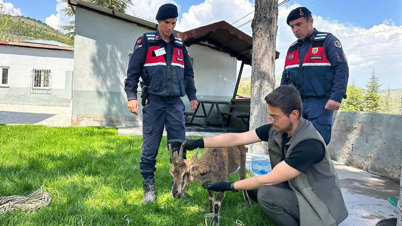 Elazığ’da yaralı olarak bulundu! Jandarma hemen harekete geçti