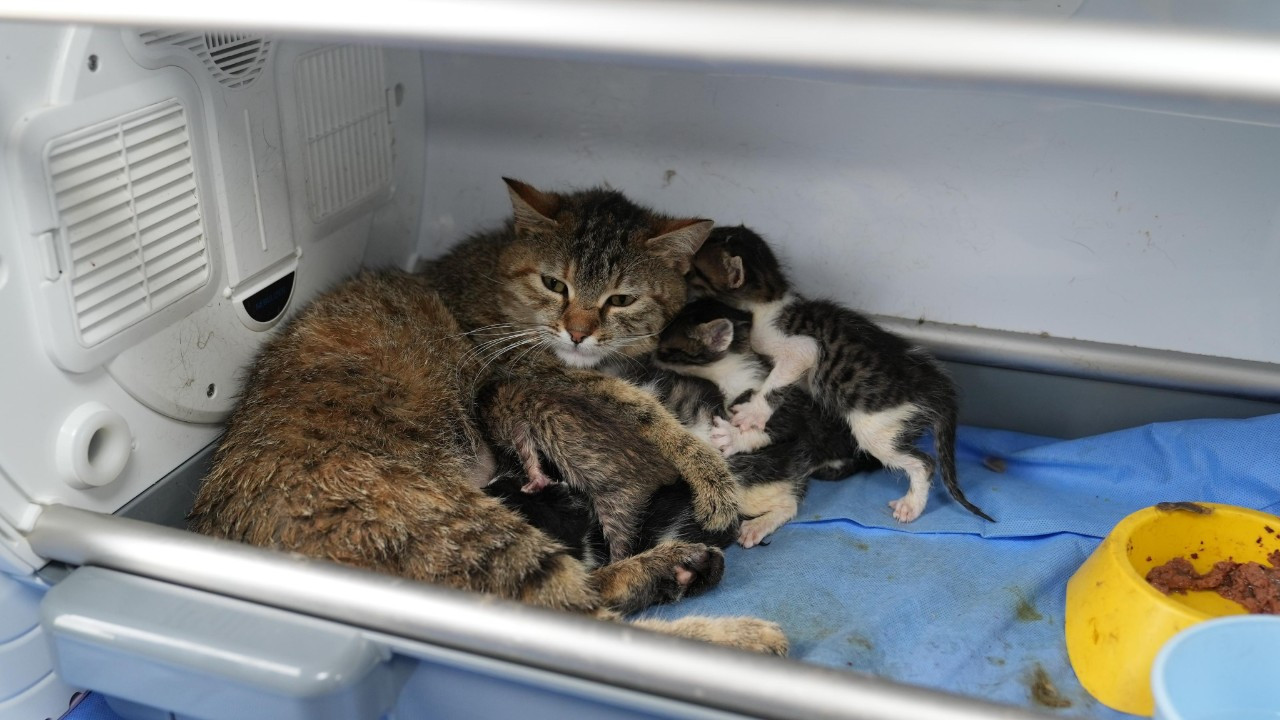 Bursa'da yürekleri ısıtan hikaye! Süt anne kedi, 3 kediyi de sahiplendi