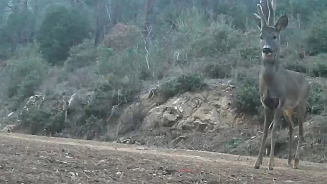 Ganos Dağları'nda 2 tanesi yiyecek ararken görüldü