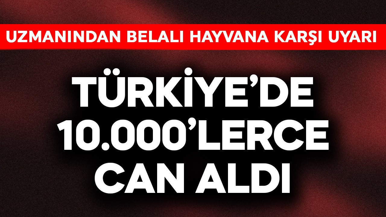 Türkiye'de 10.000'lerce can aldı! Tam tarihi yaklaşırken uzmanından belalı hayvana karşı uyarı