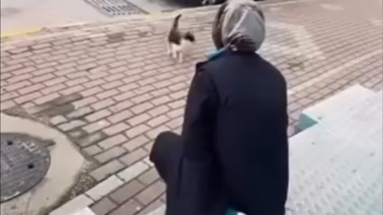 Böyle vicdansızlık görülmedi! Yanına çağırdığı kedinin yüzüne yağ çözücü sprey sıktı