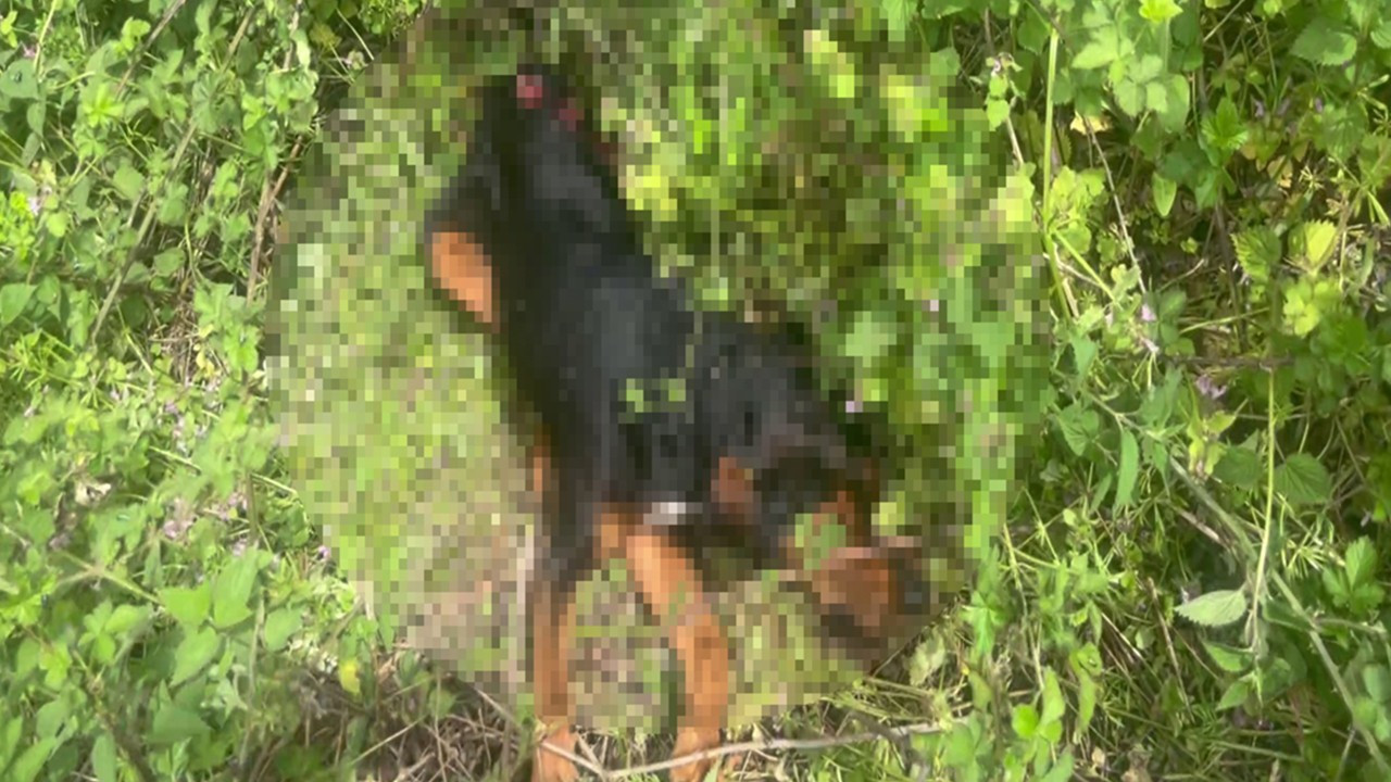 Köpeği demir sopayla öldüren cani tutuklandı