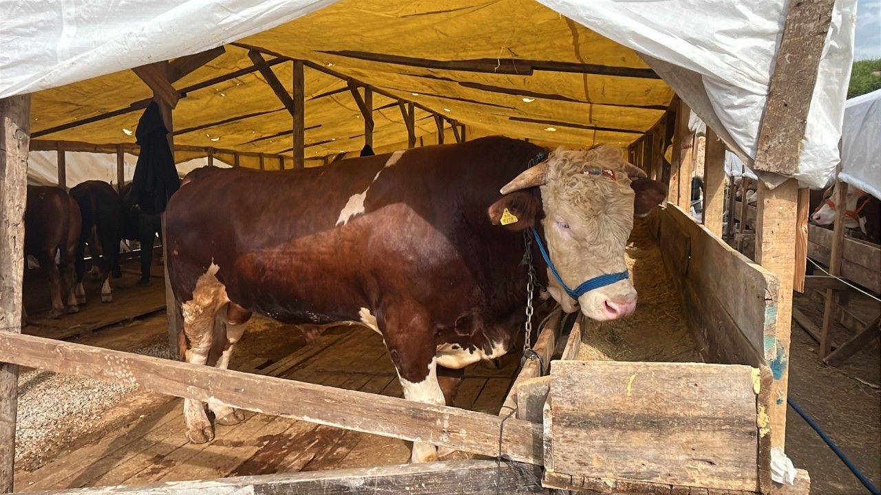 1 tonluk kurbanlık boğa "Şampiyon" şoke etti: Fiyatı dudak uçuklattı