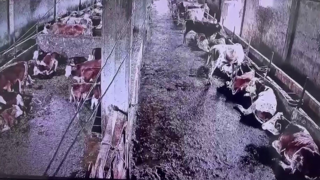 Sivas'taki depremi sadece onlar hissetti! Panik anları kameralara yansıdı