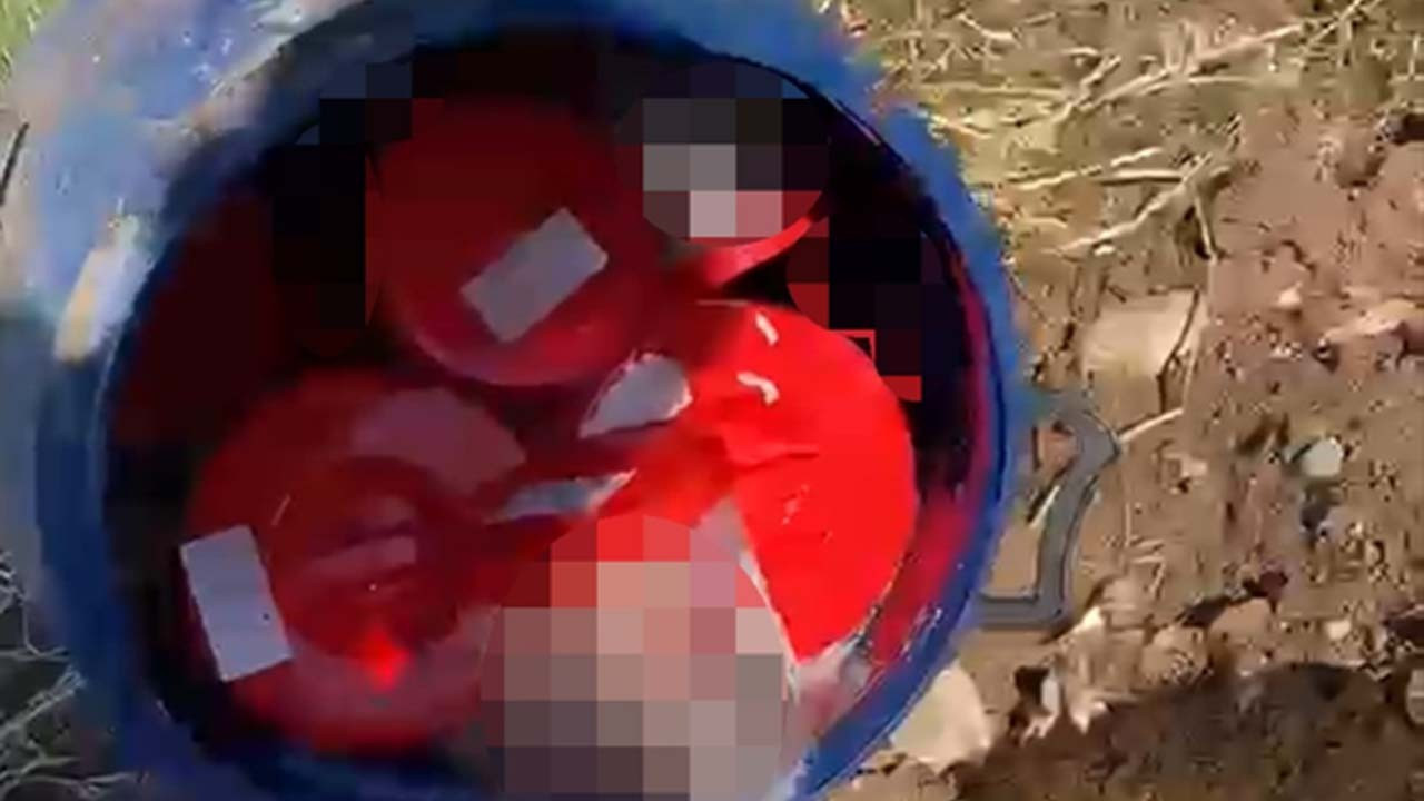 Tüyler ürperten olay! Plastik bidon içindeydiler: 21 cenin bulundu!