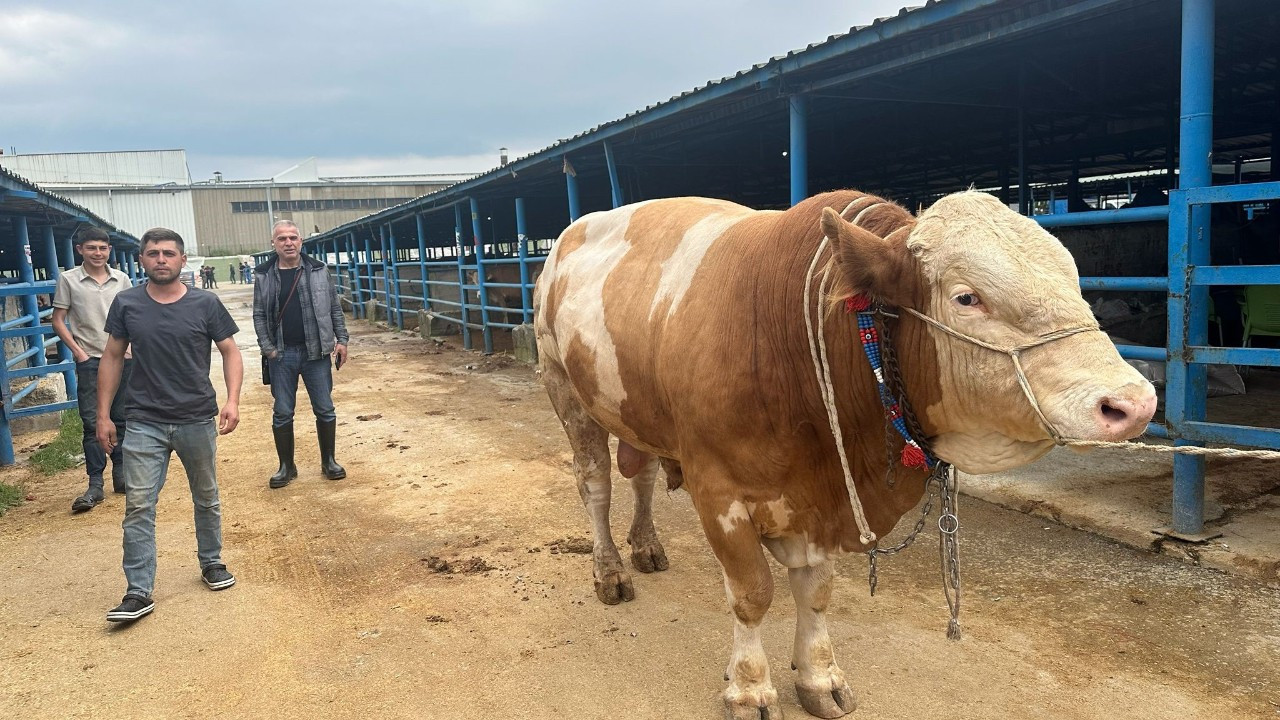 Bursa’daki kurban pazarının şampiyonu: Bayram! Tam 1 ton 200 kilo!