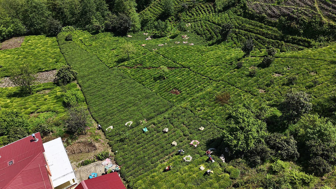 Rize'de çaylıklar şenlendi! Çay hasadı başladı, üretici bahçeye indi