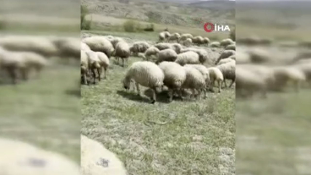 Ankara'da  1 tanesi aniden 100'lerce koyunun içine daldı! Koyunlar acı acı çığlık attı