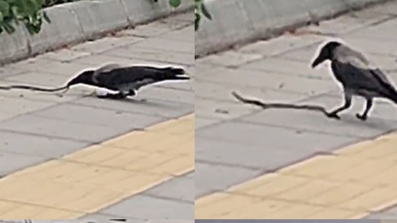 Mersin'de cadde üzerine yeraltında çıktı! 2 hayvanı o  halde görenler bakakaldı
