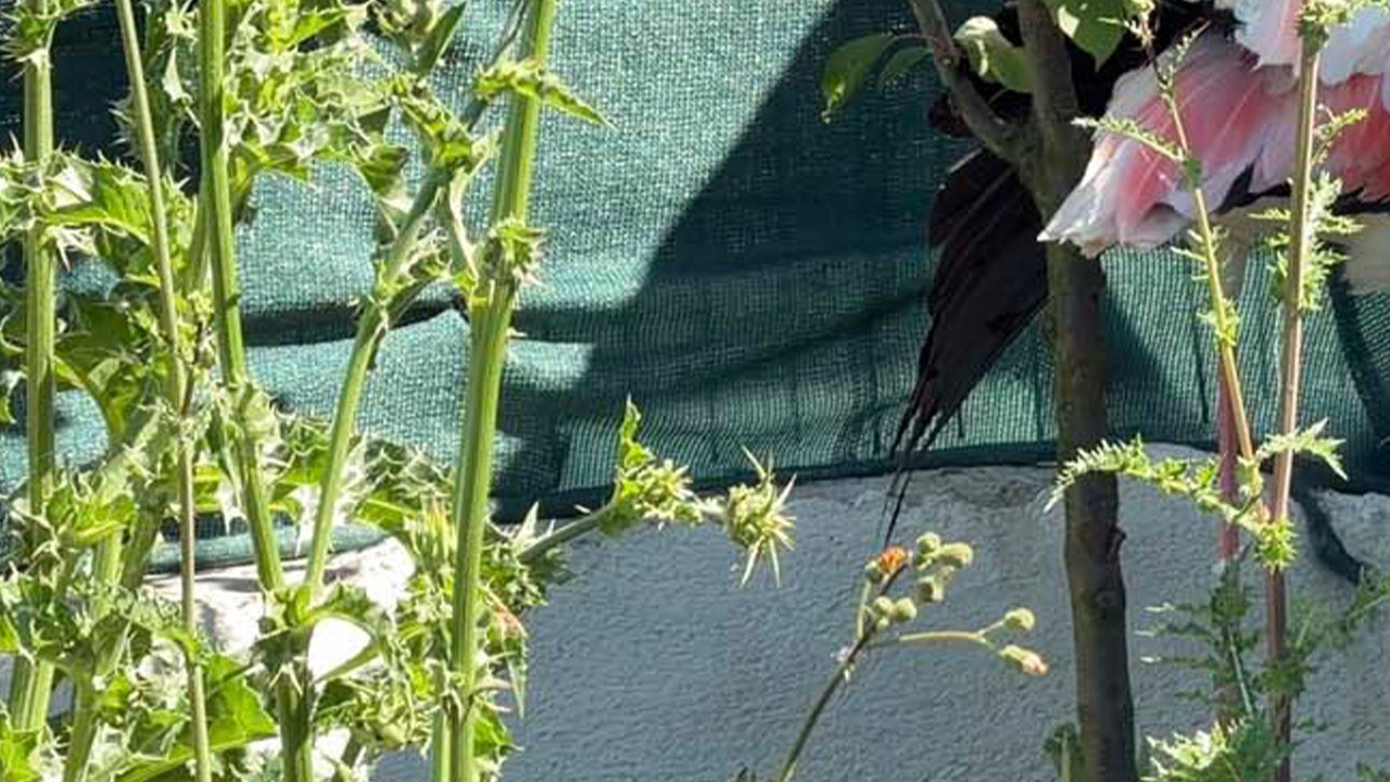 Arnavutköy'de ormanlık alanda görüldü! Sadece 1 taneydi, Doğa Koruma ekipleri acilen devreye girdi