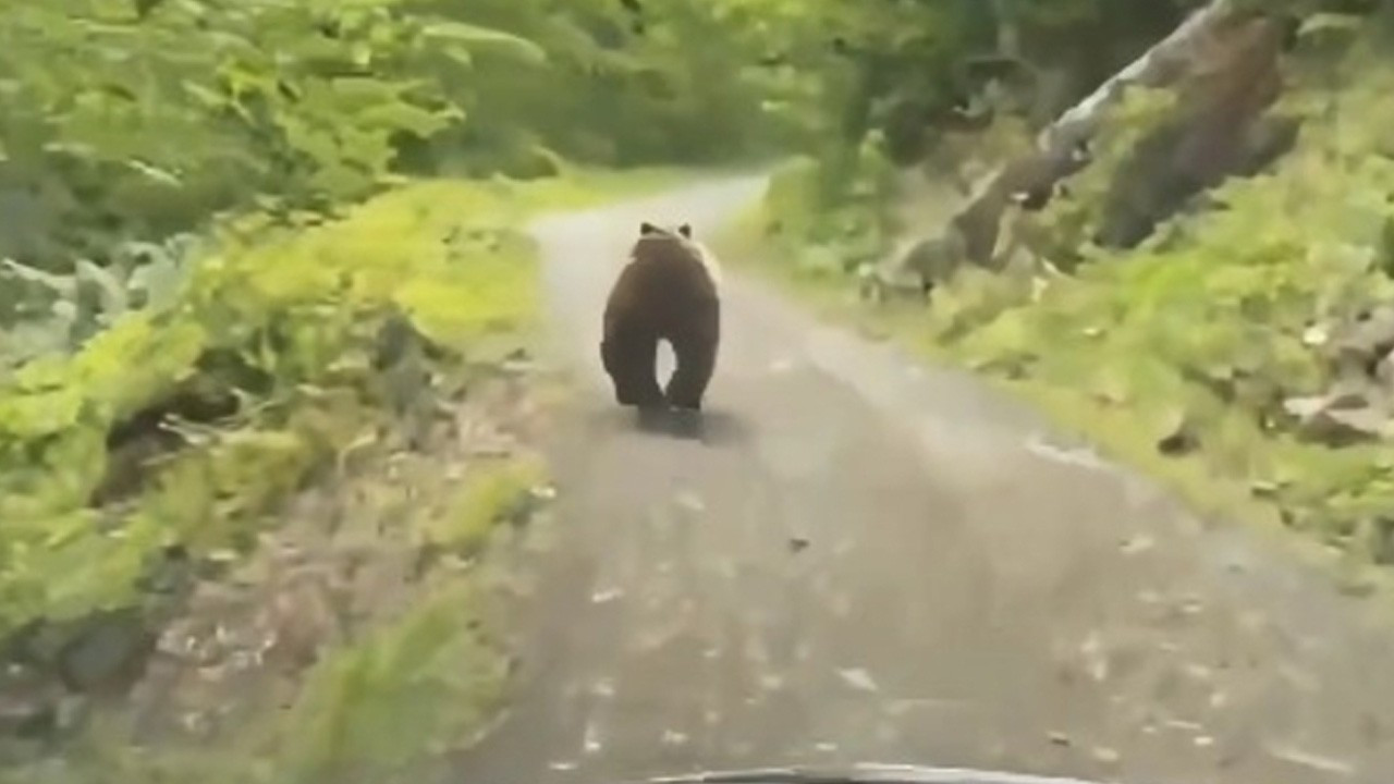 Artvin'de ilginç anlar! Köy yolundaki aracın önünden koşan bozayı kamerada
